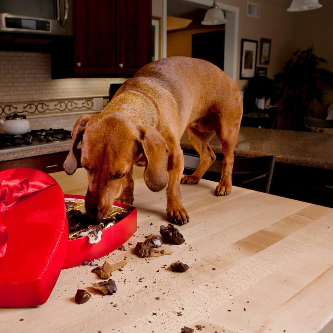 Sweet Temptations: Understanding the Dangers of Chocolate for Dogs