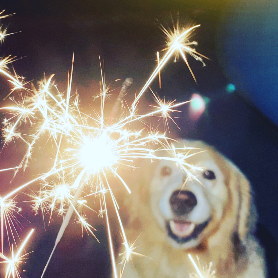 Calm and Collected: Keeping Your Pets Safe During Fireworks Season